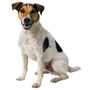 a black and white dog sitting on the ground
