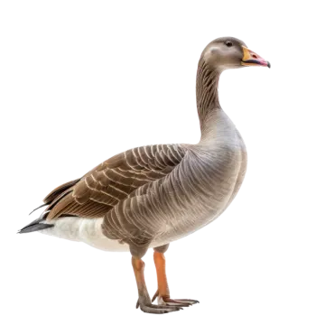 a goose standing in front of a white background