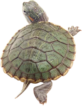 a green turtle on a white background