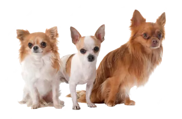three small dogs sitting next to each other dogs