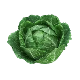 a head of cabbage on a white background