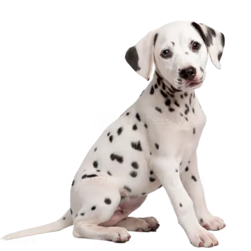 a white and black puppy sitting on the floor
