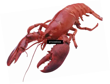 a red lobster on a white background