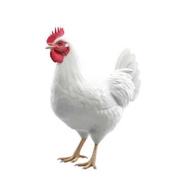 a white chicken with a red comb on its head