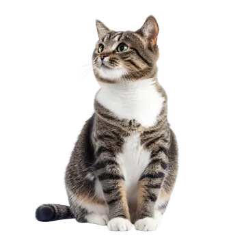 a cat sitting on the floor looking up