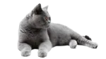a gray cat laying down on the ground