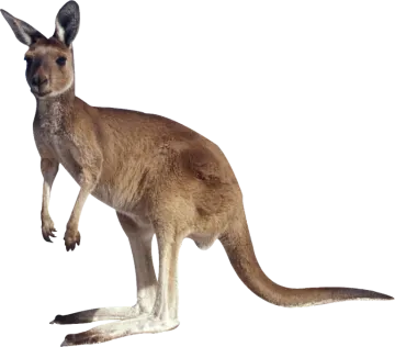 a kangaroo standing on its hinds
