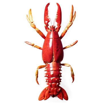 a red lobster on a white background