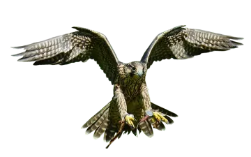 a bird that is flying in the air