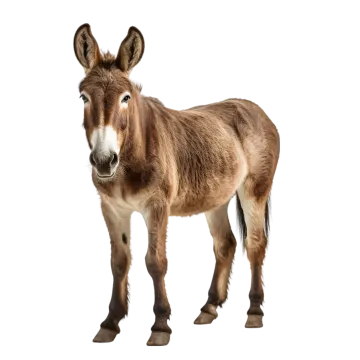 a donkey standing in front of a white background