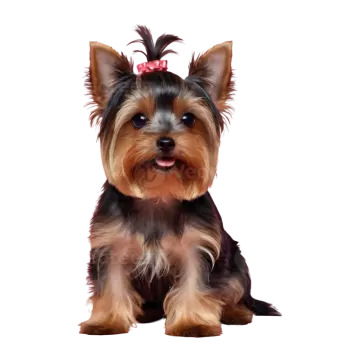 a small dog with a pink bow on its head
