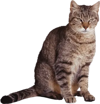 a cat sitting on the ground looking up