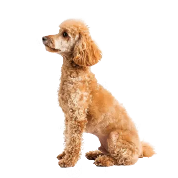 a small brown dog sitting on a white background