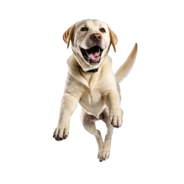 a yellow labrador dog jumping in the air