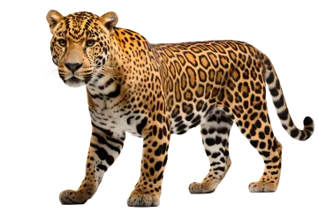 a close up of a leopard on a white background