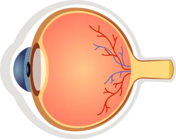 an illustration of the human eye