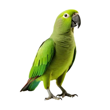 a green parrot standing on top of a white surface