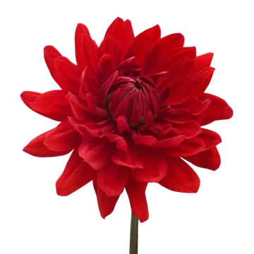 a red flower on a white background