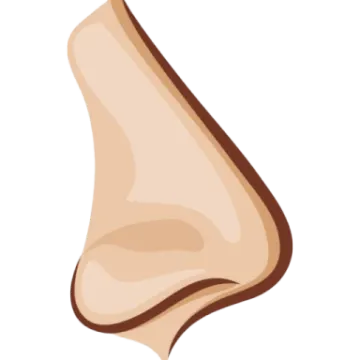an illustration of a nose