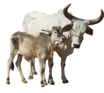 a white cow standing next to a brown cow