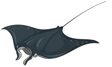 a black manta fish swimming in the ocean