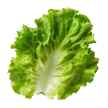 a lete leaf on a white background