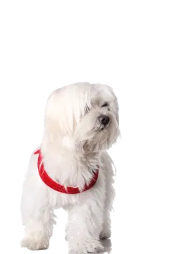 a small white dog with a red collar