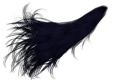 a black feather on a white background