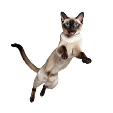 a siam cat jumping in the air