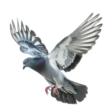 a pigeon in flight with its wings spread