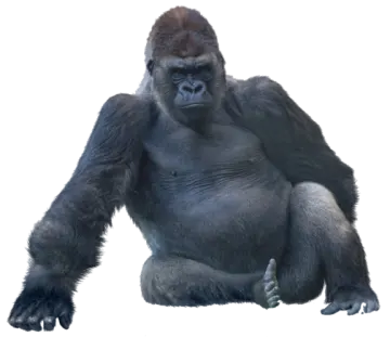 an image of a gorilla sitting on the ground