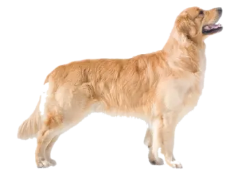 a golden retrieve standing in front of a white background