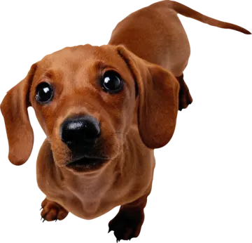 a brown dog looking up at the camera