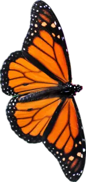a monarch butterfly on a white background