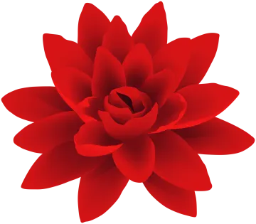 a red flower on a white background