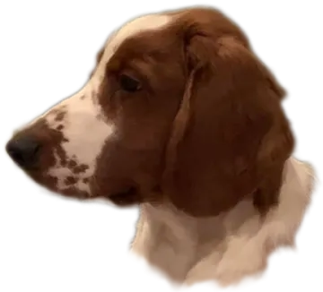a brown and white dog with a black nose
