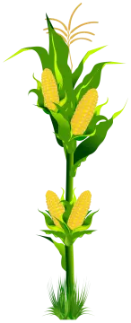 a corn plant with two stalks of corn