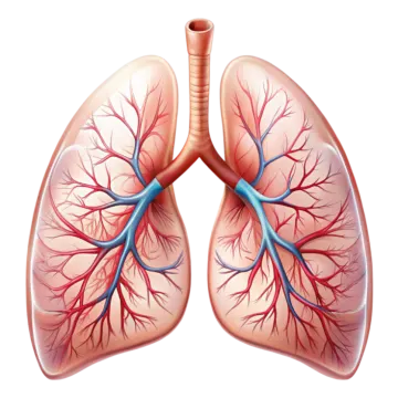 a diagram of the lungs