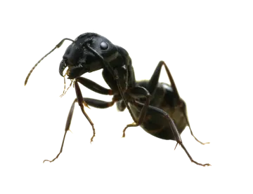 a close up of a black ant ant beetle