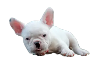 a small white dog laying down on the ground