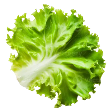 a lete leaf on a white background