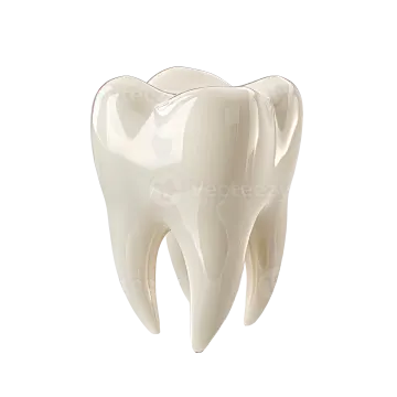 a tooth on a white background