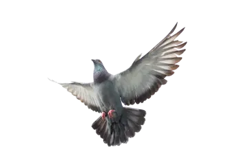 a bird that is flying in the air