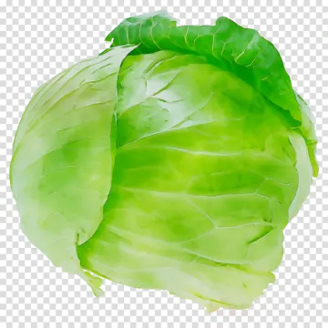 a head of cabbage on a transparent background