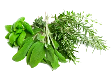 herbs on a white background