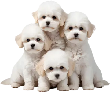 a group of white pup sitting next to each other pup