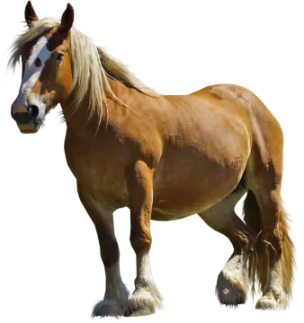 a brown horse standing on top of a white background