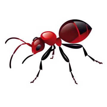 A red ant insect with black legs