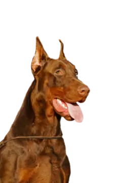 a brown dog with its tongue sticking out