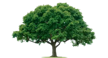 a tree on a white background